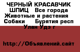 ЧЕРНЫЙ КРАСАВЧИК ШПИЦ - Все города Животные и растения » Собаки   . Бурятия респ.,Улан-Удэ г.